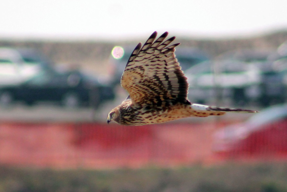 Northern Harrier - ML646169110