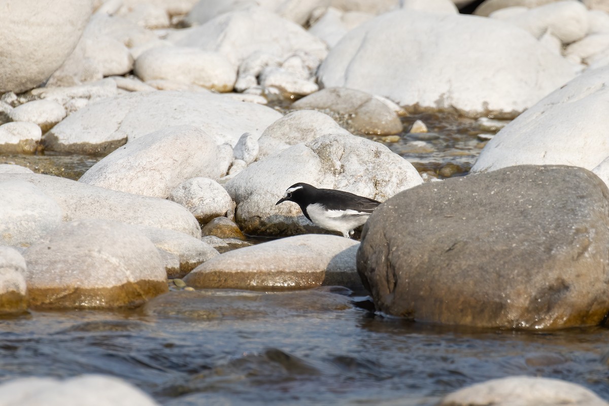 White-browed Wagtail - ML646169121