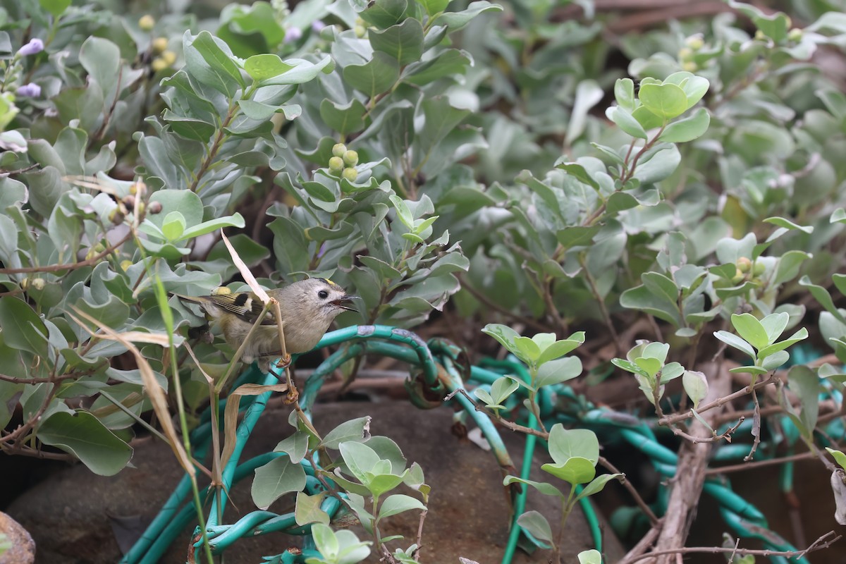 Goldcrest - ML646169122