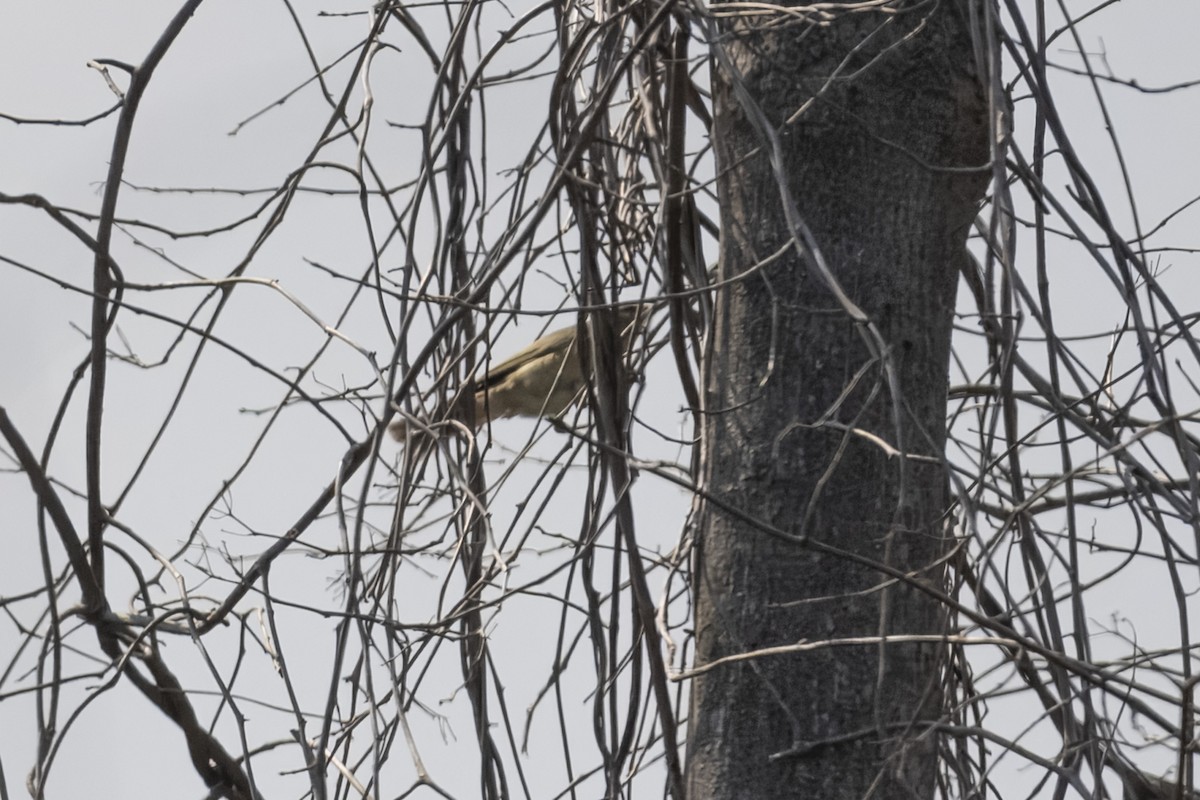 Willow Warbler - ML646169124