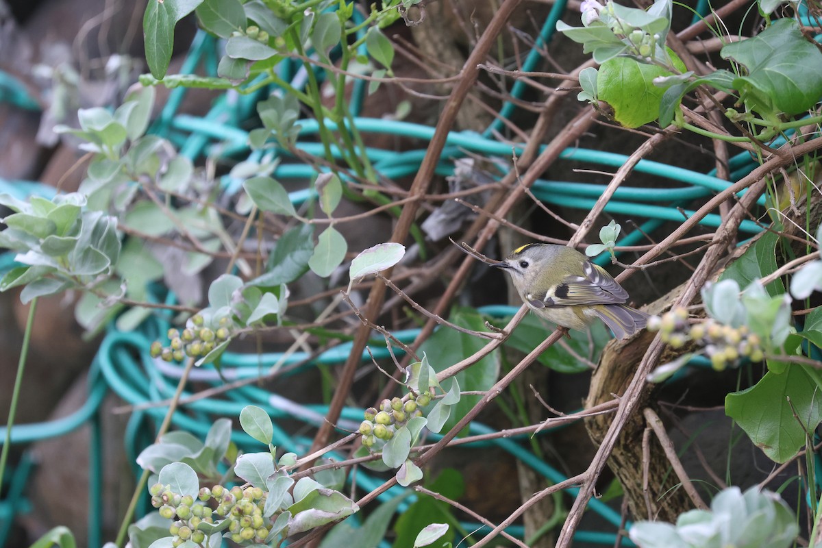 Goldcrest - ML646169130