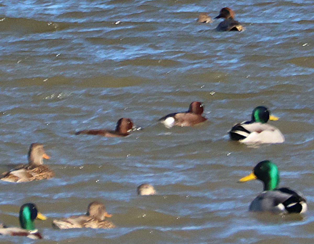 Ferruginous Duck - ML646169131