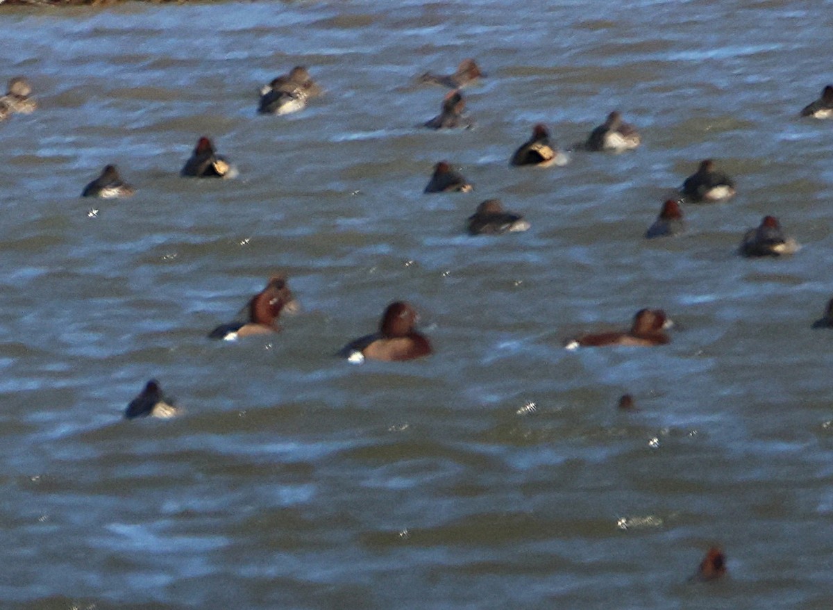 Ferruginous Duck - ML646169132