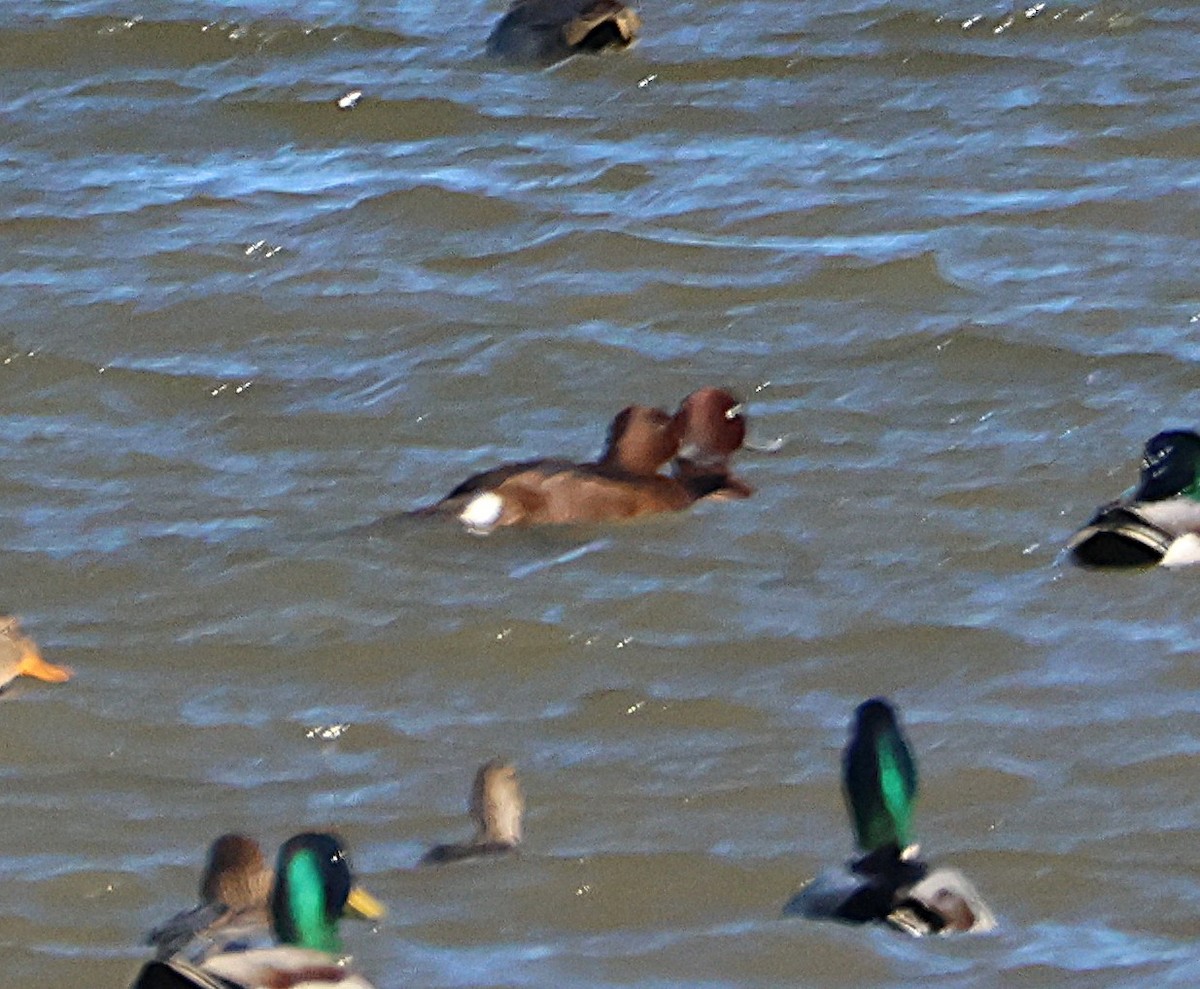 Ferruginous Duck - ML646169133