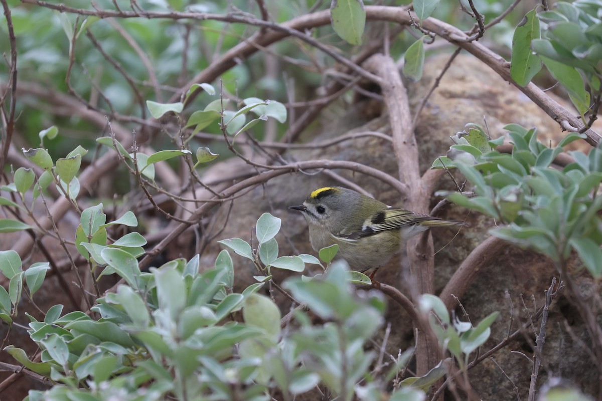 Goldcrest - ML646169134