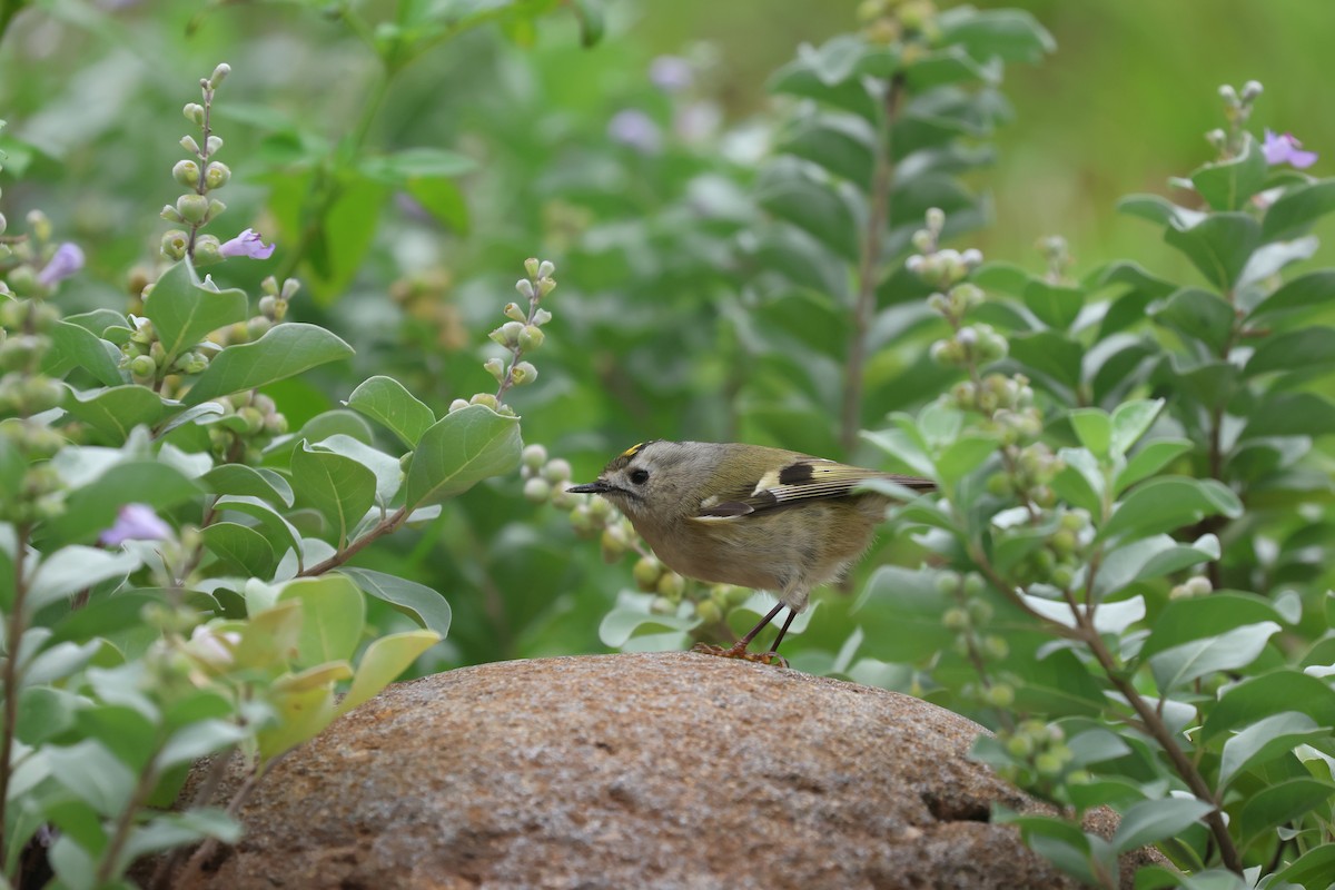 Goldcrest - ML646169138