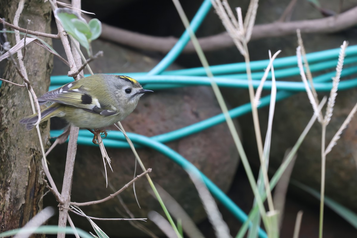 Goldcrest - ML646169142