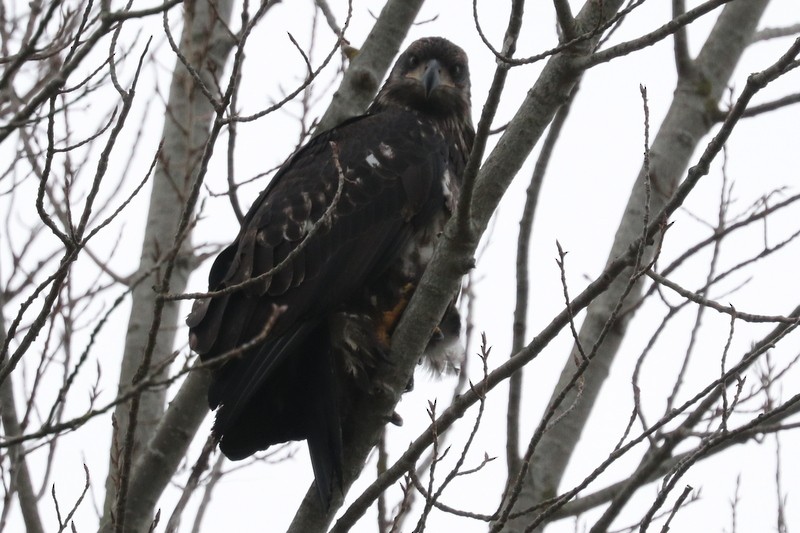 Bald Eagle - ML646169143