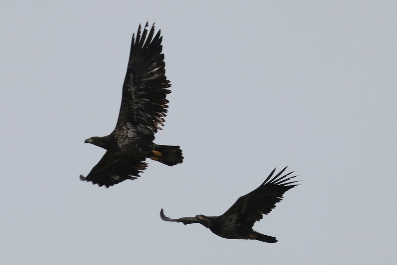 Bald Eagle - ML646169144