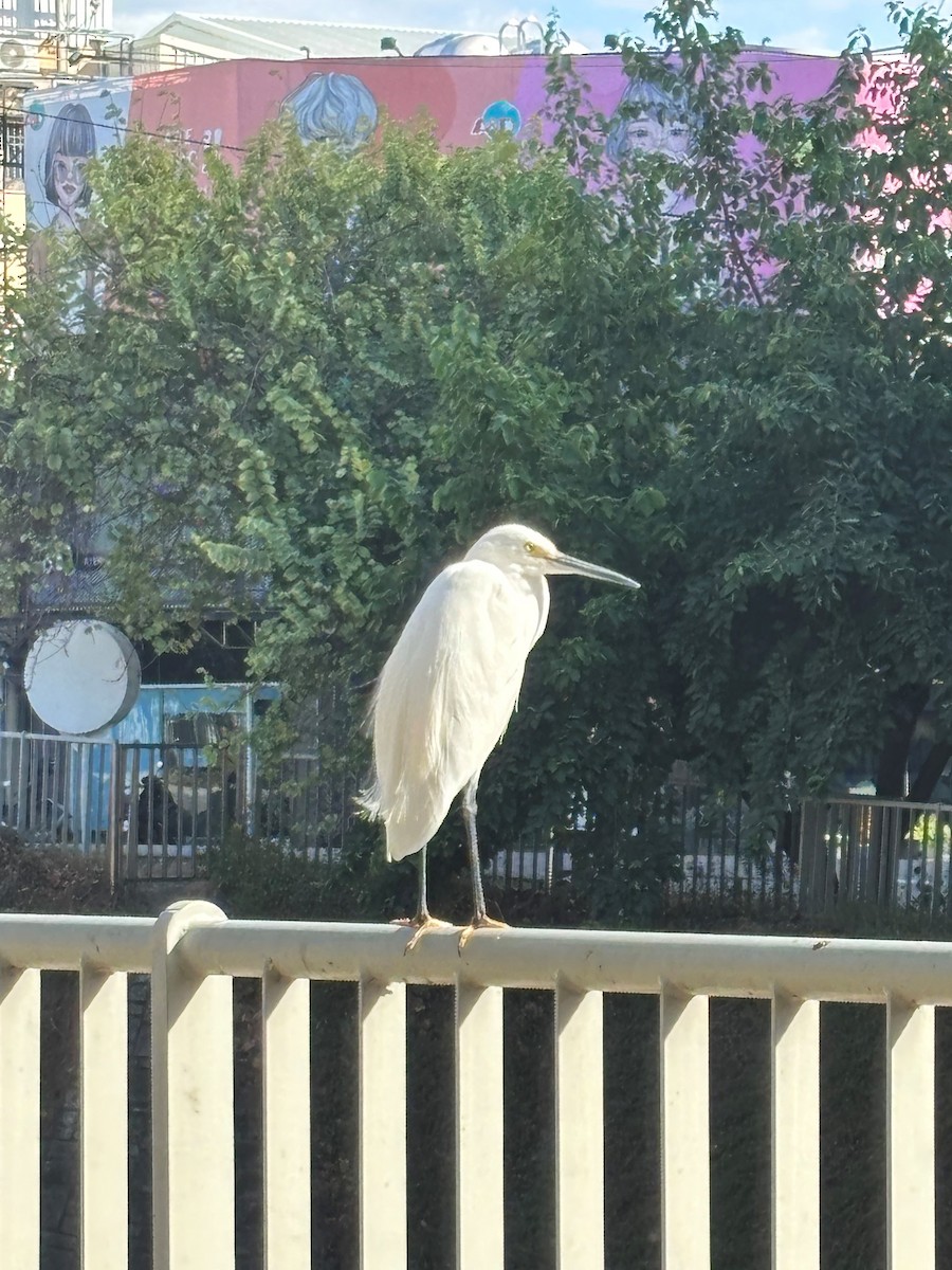 小白鷺 - ML646169146