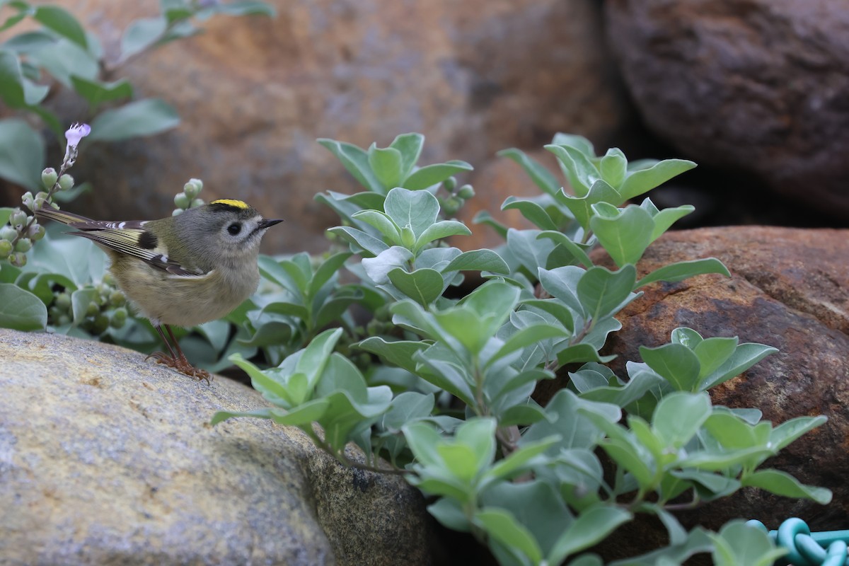 Goldcrest - ML646169147