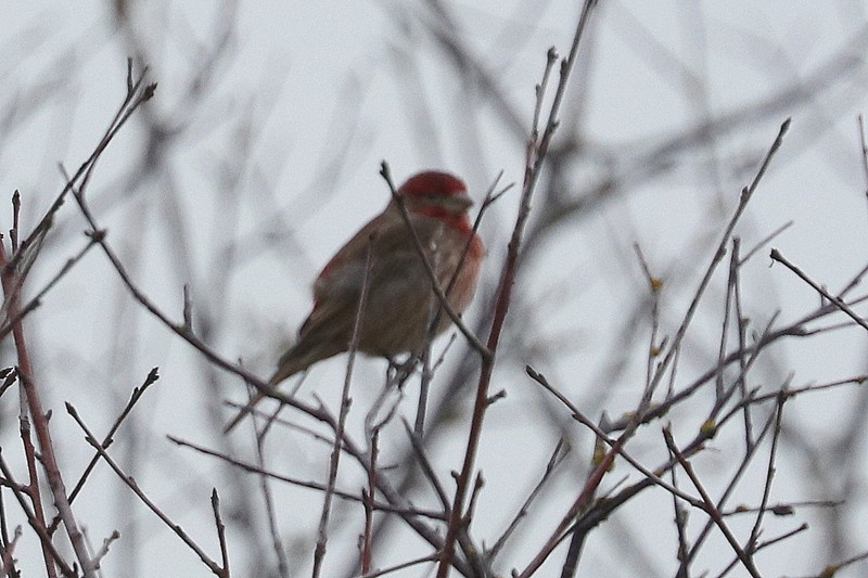 House Finch - ML646169148