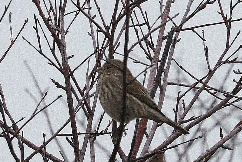 House Finch - ML646169149