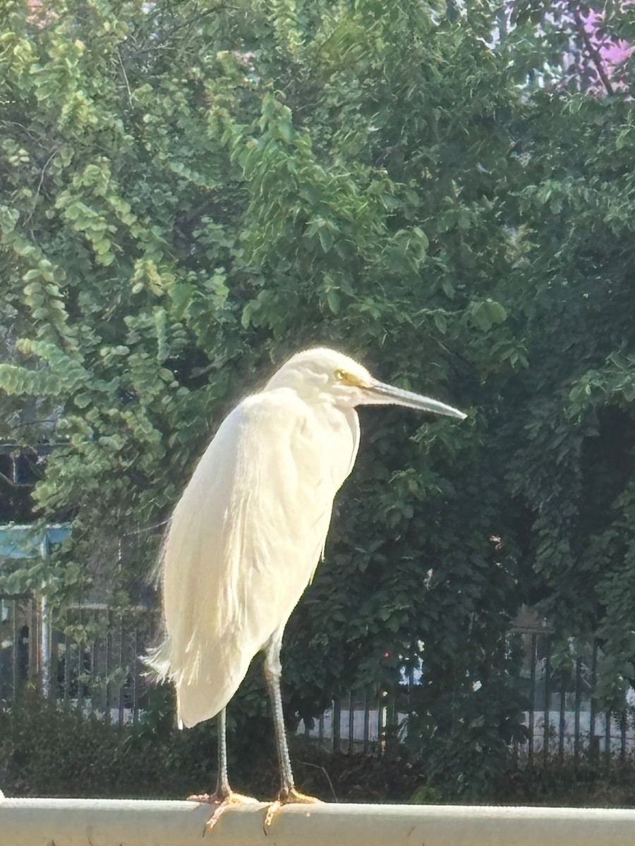 小白鷺 - ML646169150