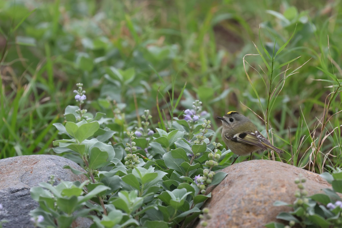 Goldcrest - ML646169155
