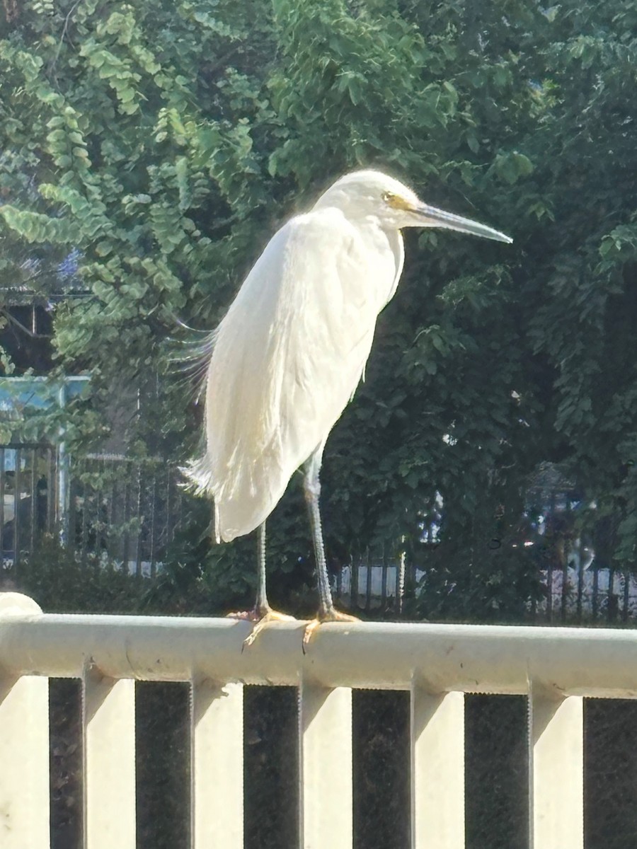 小白鷺 - ML646169171