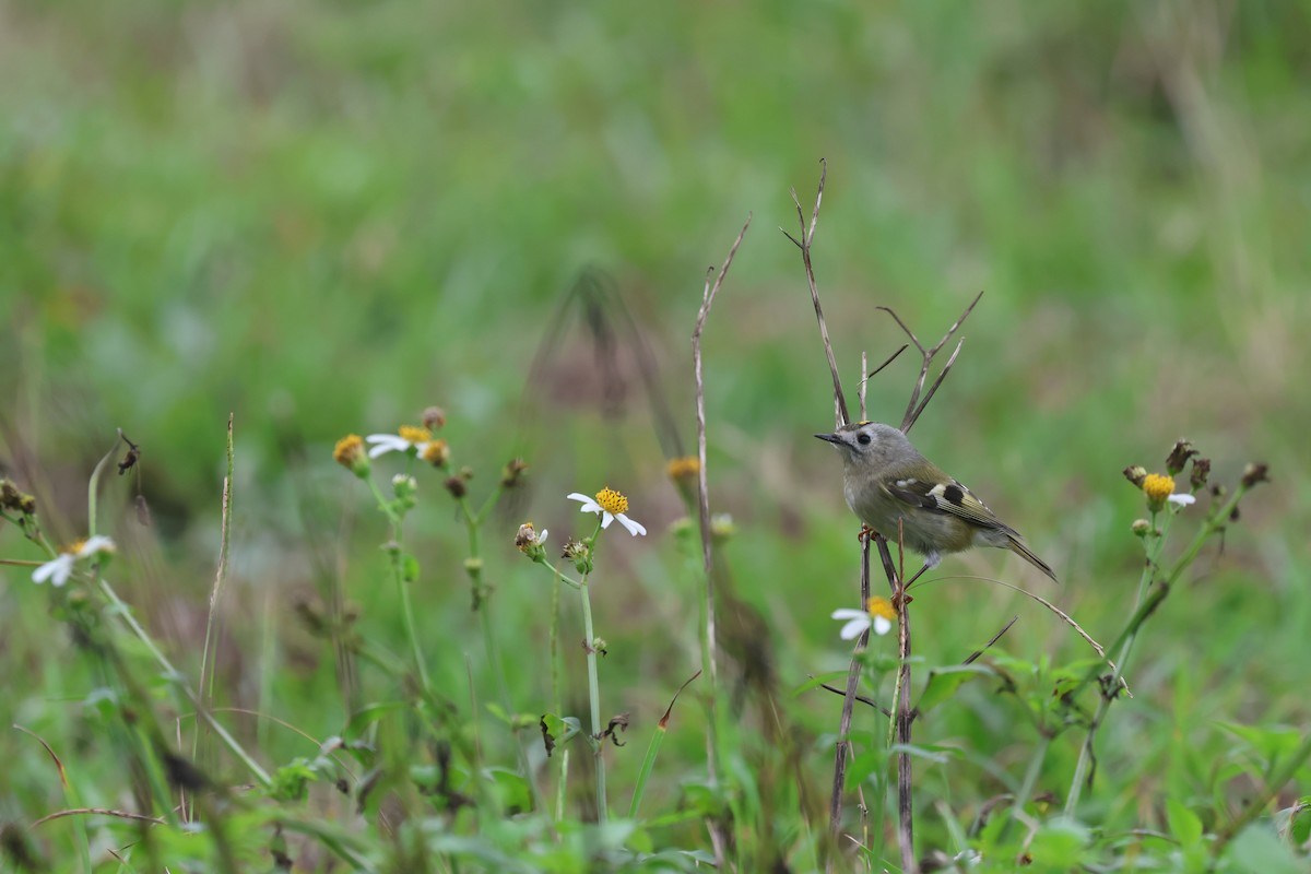 Goldcrest - ML646169174