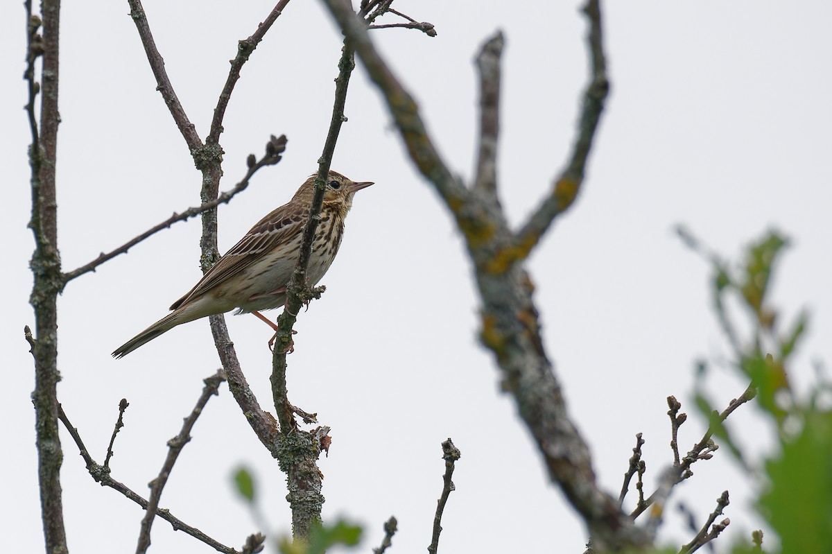 Tree Pipit - ML646169175
