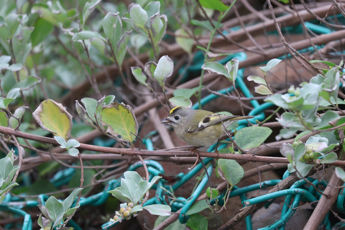 Goldcrest - ML646169181