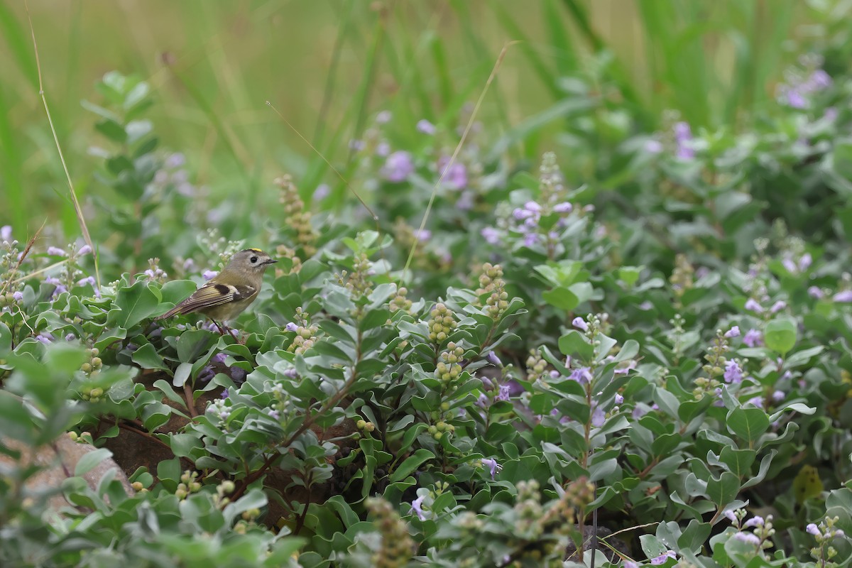 Goldcrest - ML646169188
