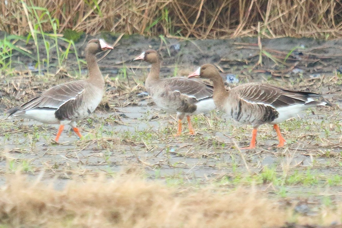Greater White-fronted Goose (Eurasian) - ML646169191