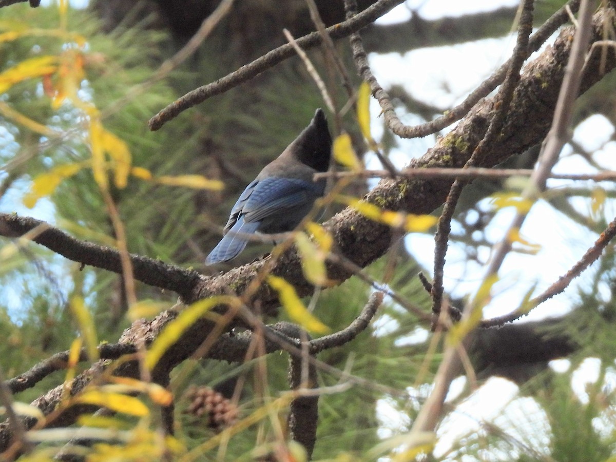 Steller's Jay - ML646169195