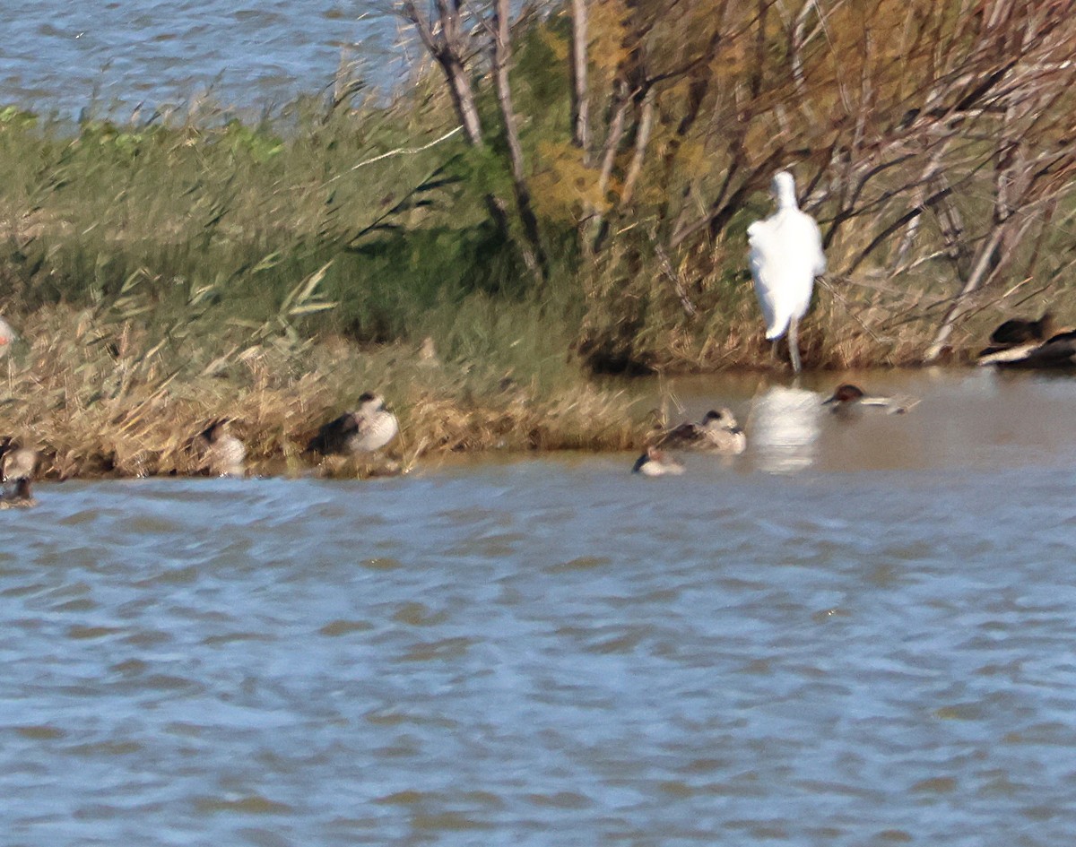 Marbled Duck - ML646169196