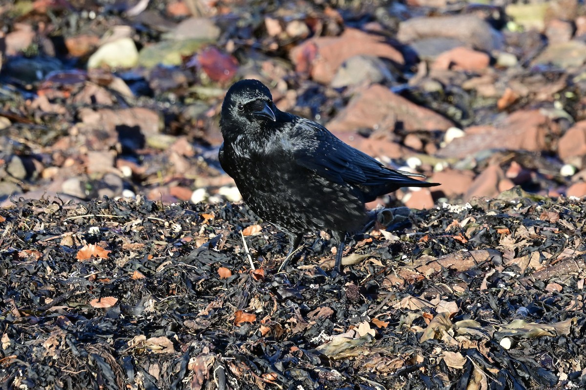 Carrion Crow - ML646169202