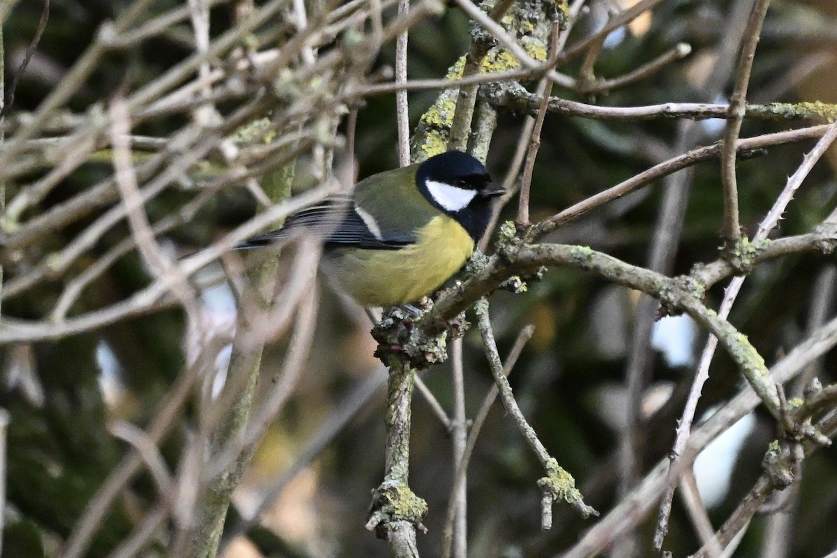Great Tit - ML646169214
