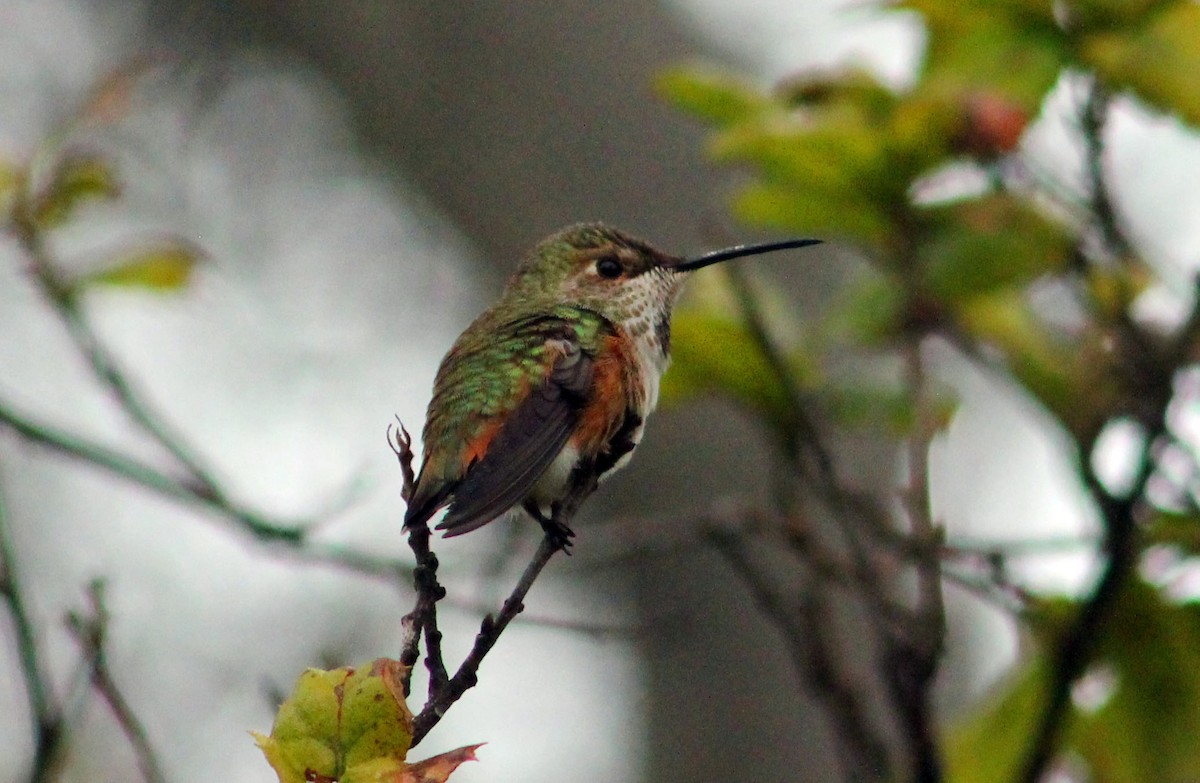 Anna's Hummingbird - ML646169215