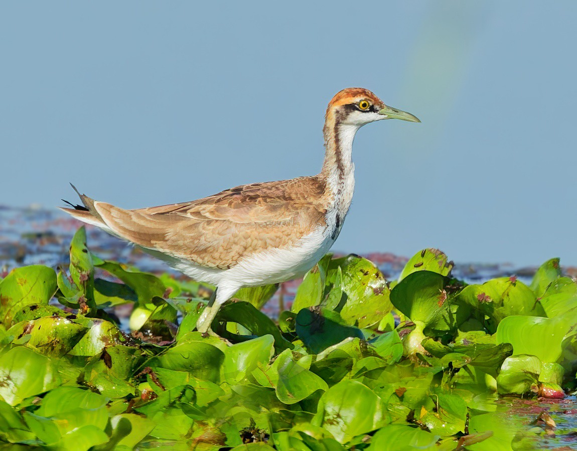 fasanbladhøne - ML646169221