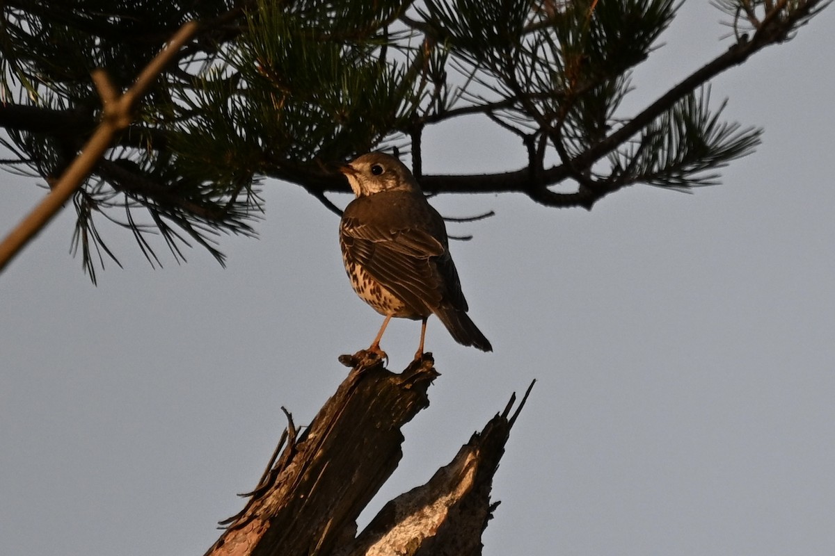 Mistle Thrush - ML646169222