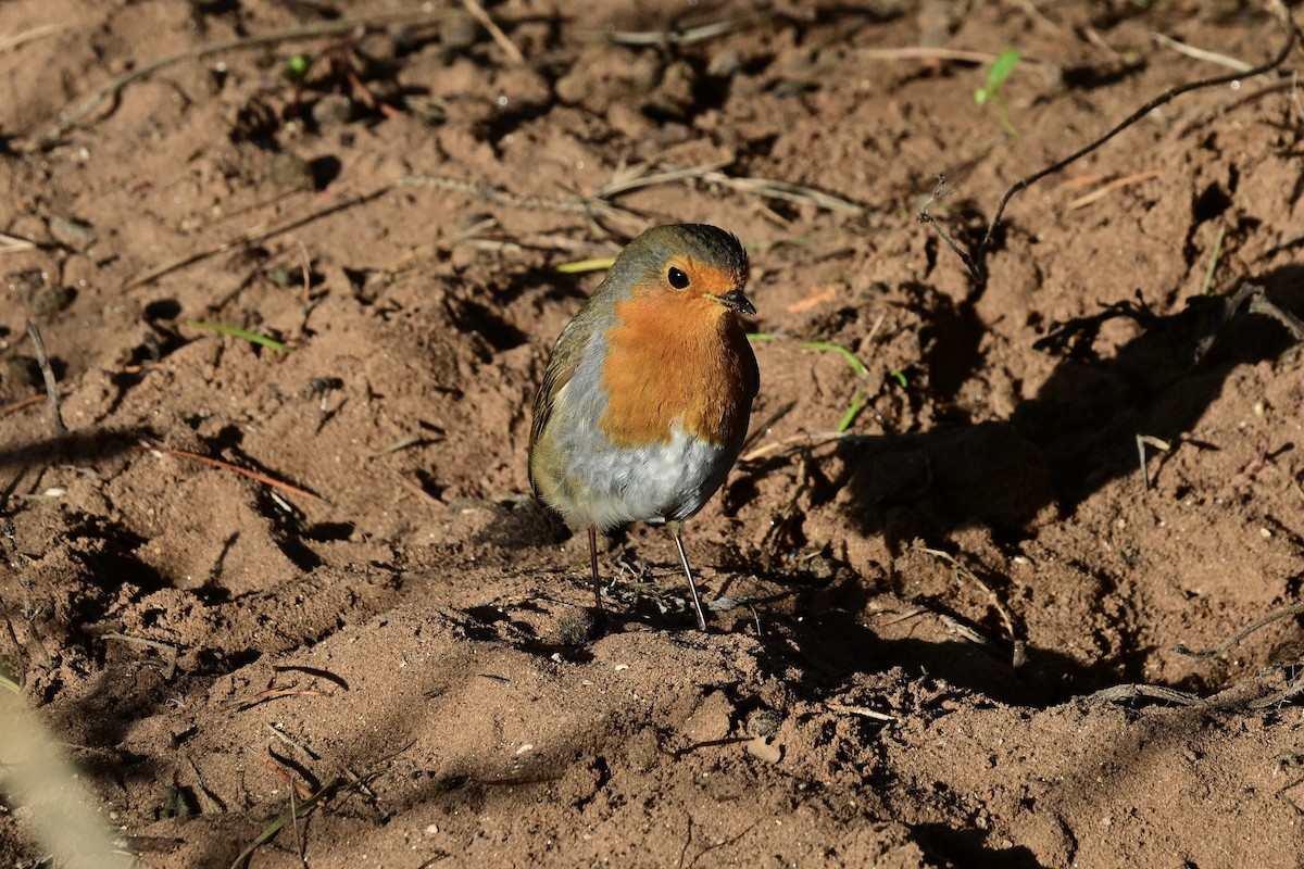 European Robin - ML646169223