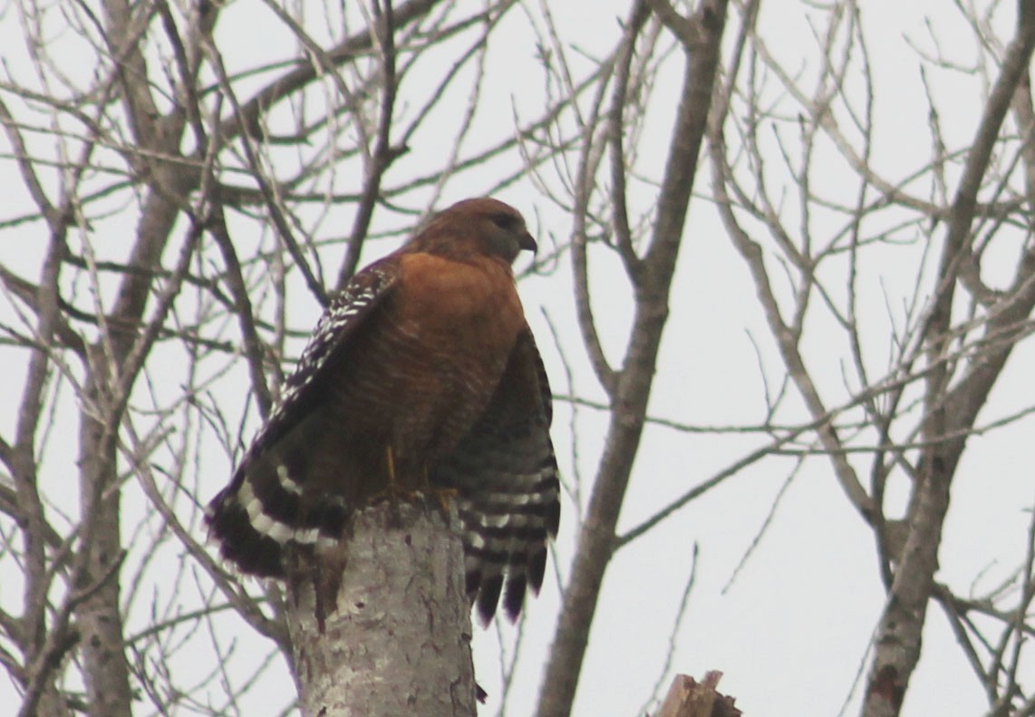 Red-shouldered Hawk - ML646169224