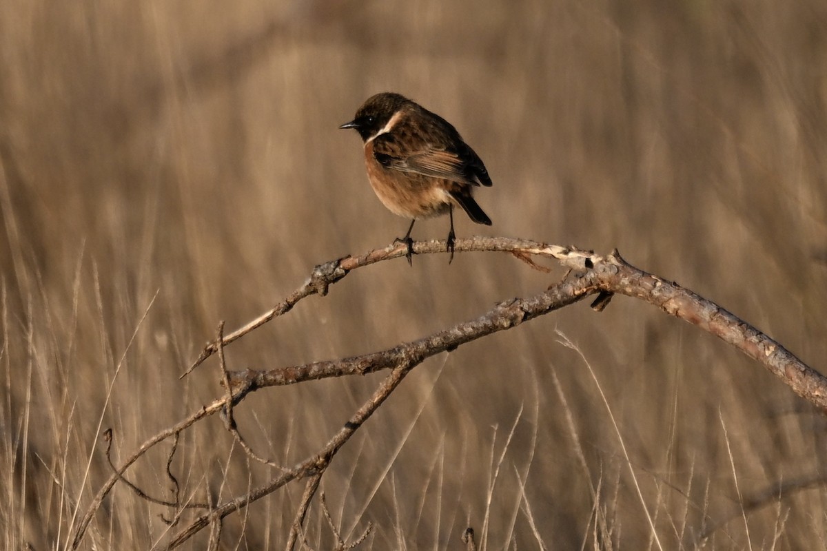European Stonechat - ML646169228