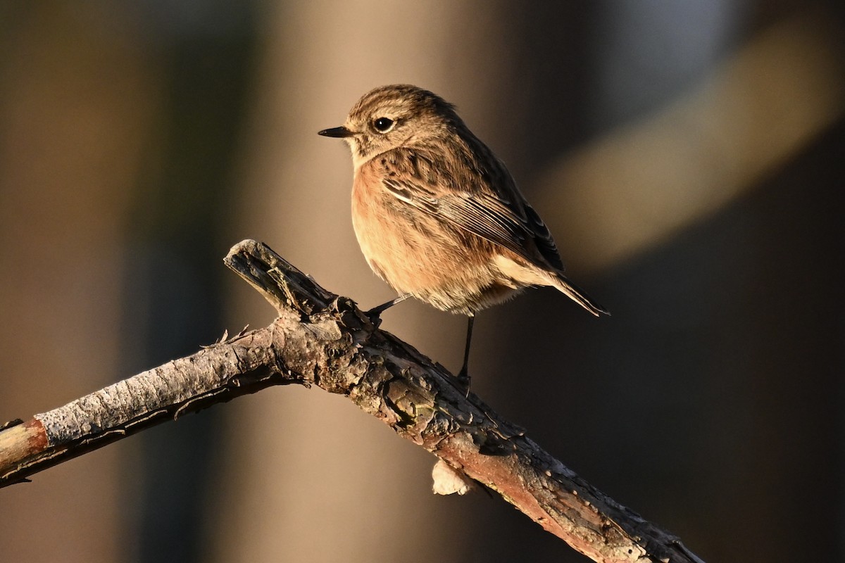 European Stonechat - ML646169229
