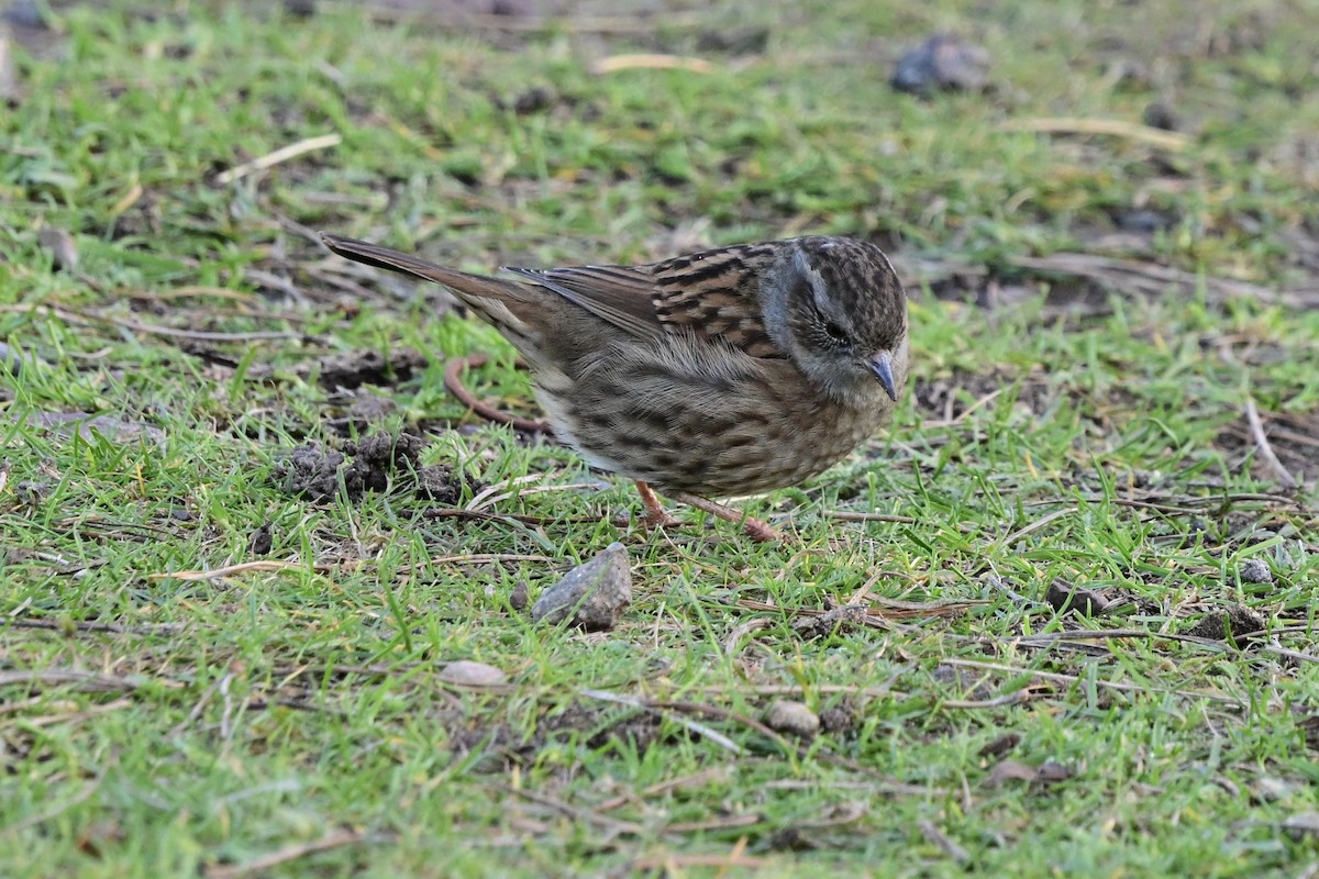 Dunnock - ML646169230