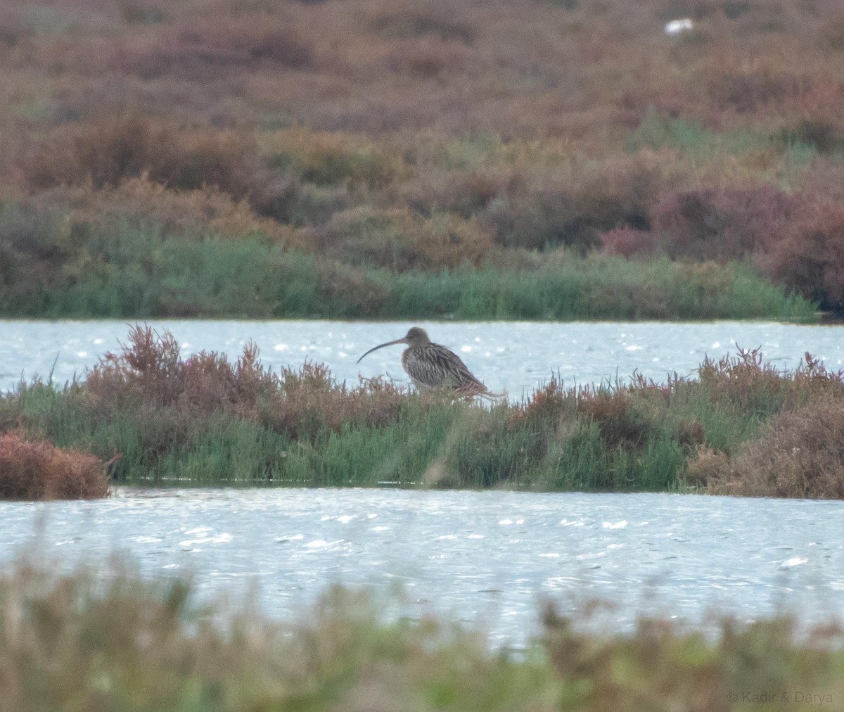 Eurasian Curlew - ML646169231
