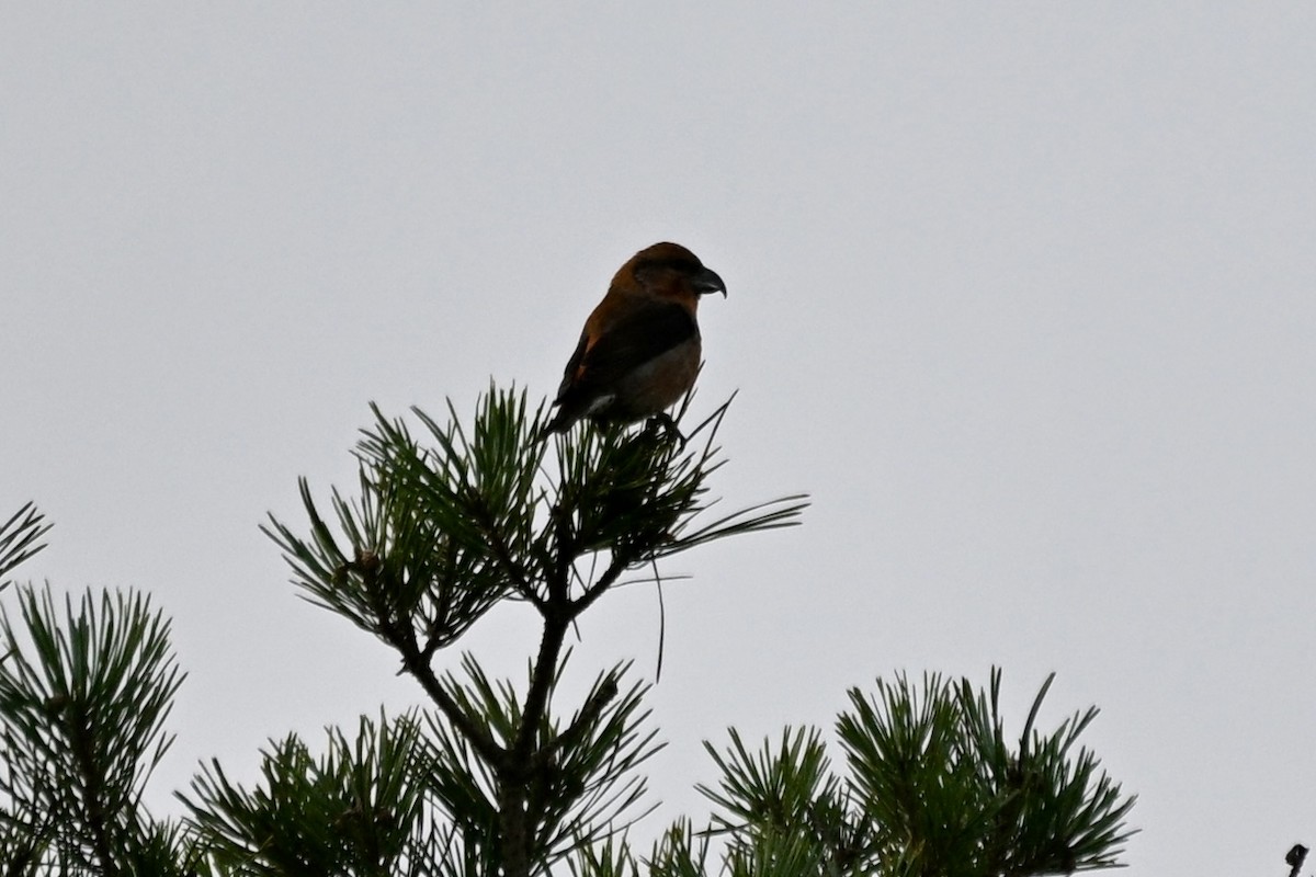 Red Crossbill - ML646169233