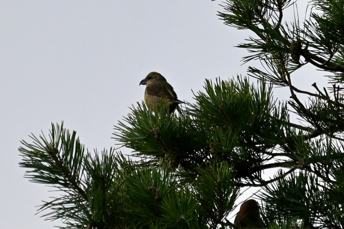 Red Crossbill - ML646169234