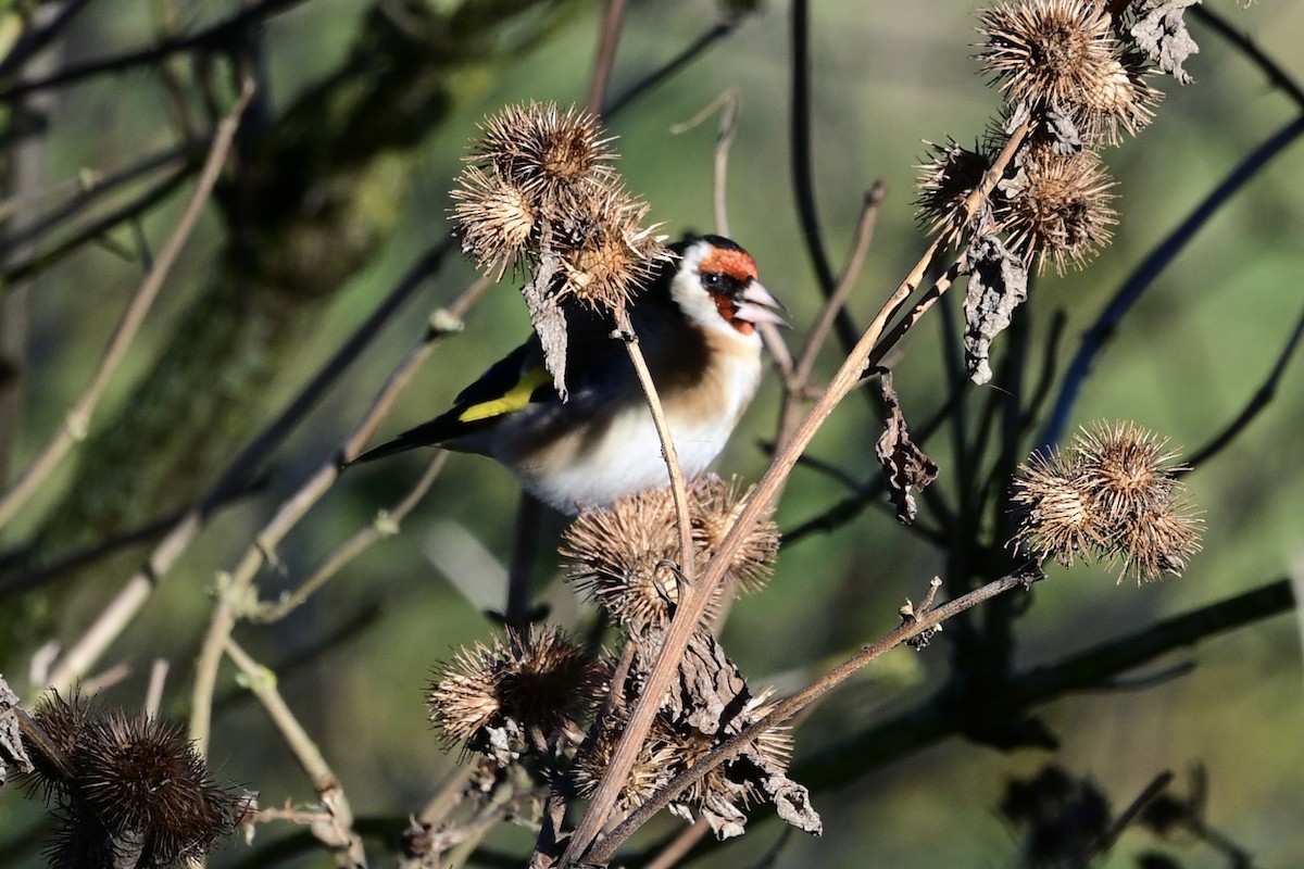 European Goldfinch - ML646169237