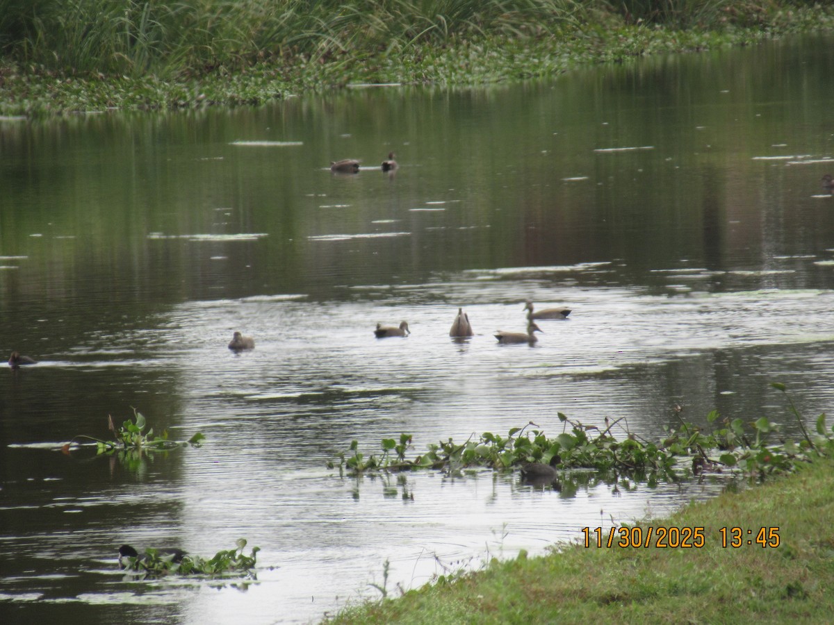 Gadwall - ML646169239