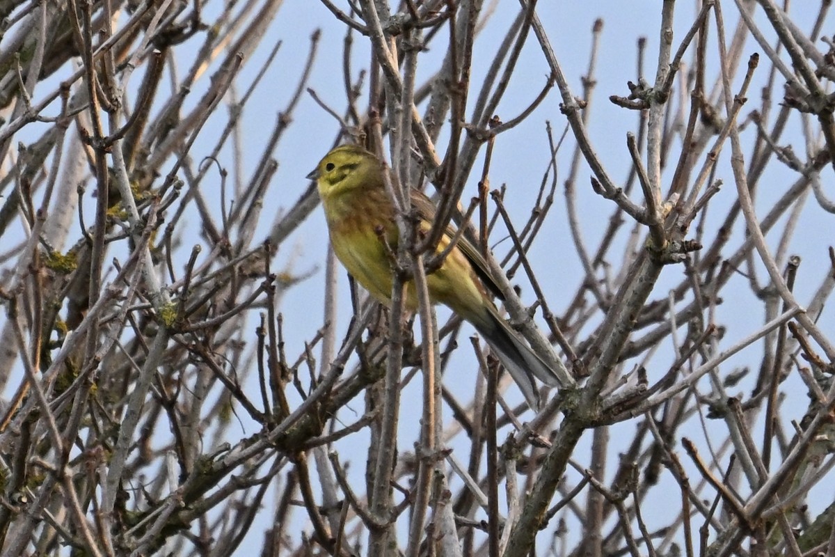 Yellowhammer - ML646169241