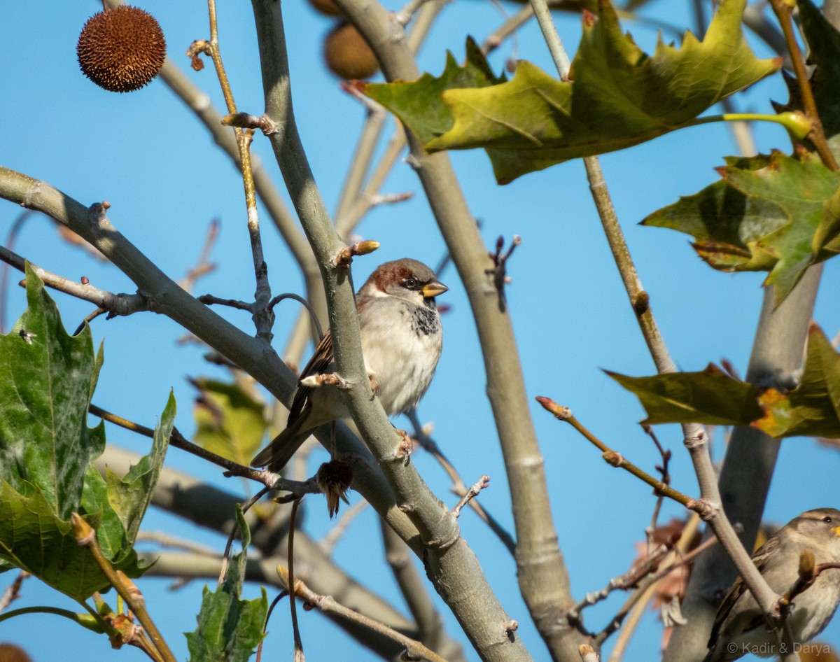 House Sparrow - ML646169243