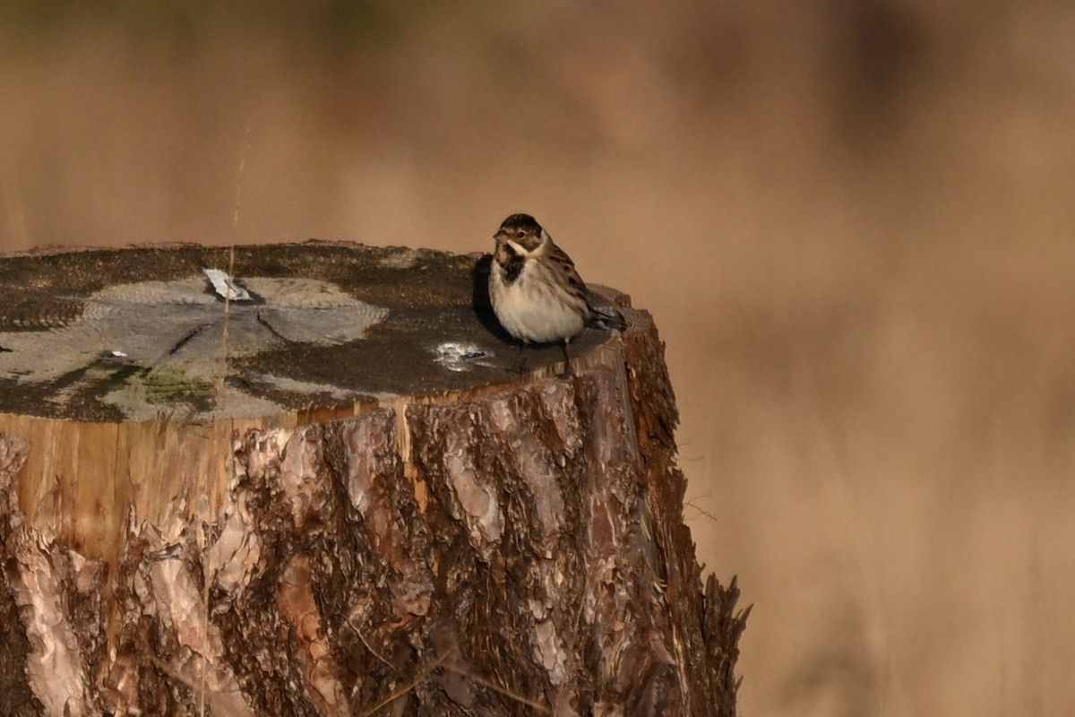 Reed Bunting - ML646169246