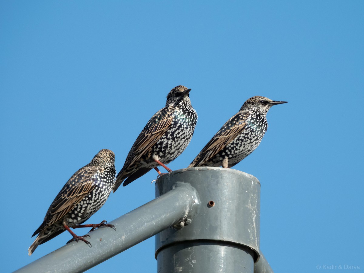European Starling - ML646169247