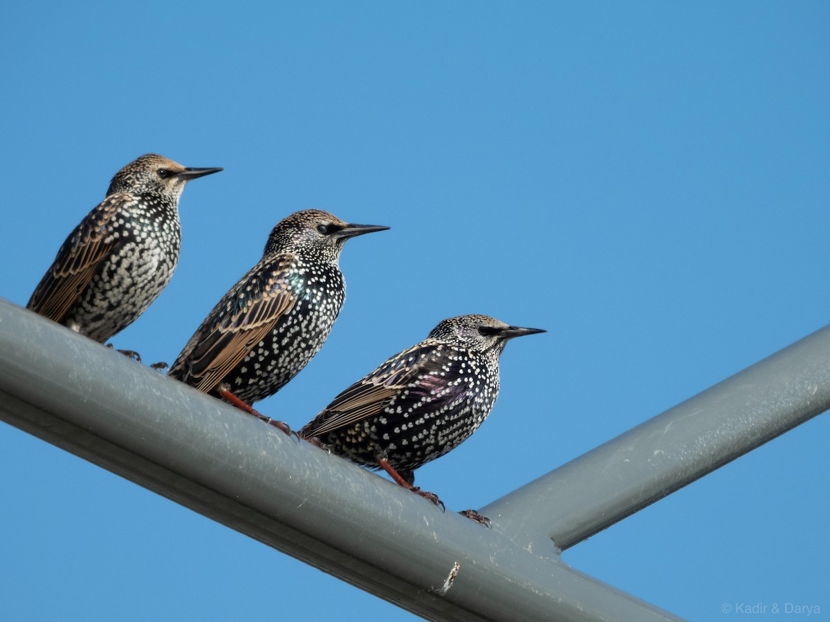 European Starling - ML646169248