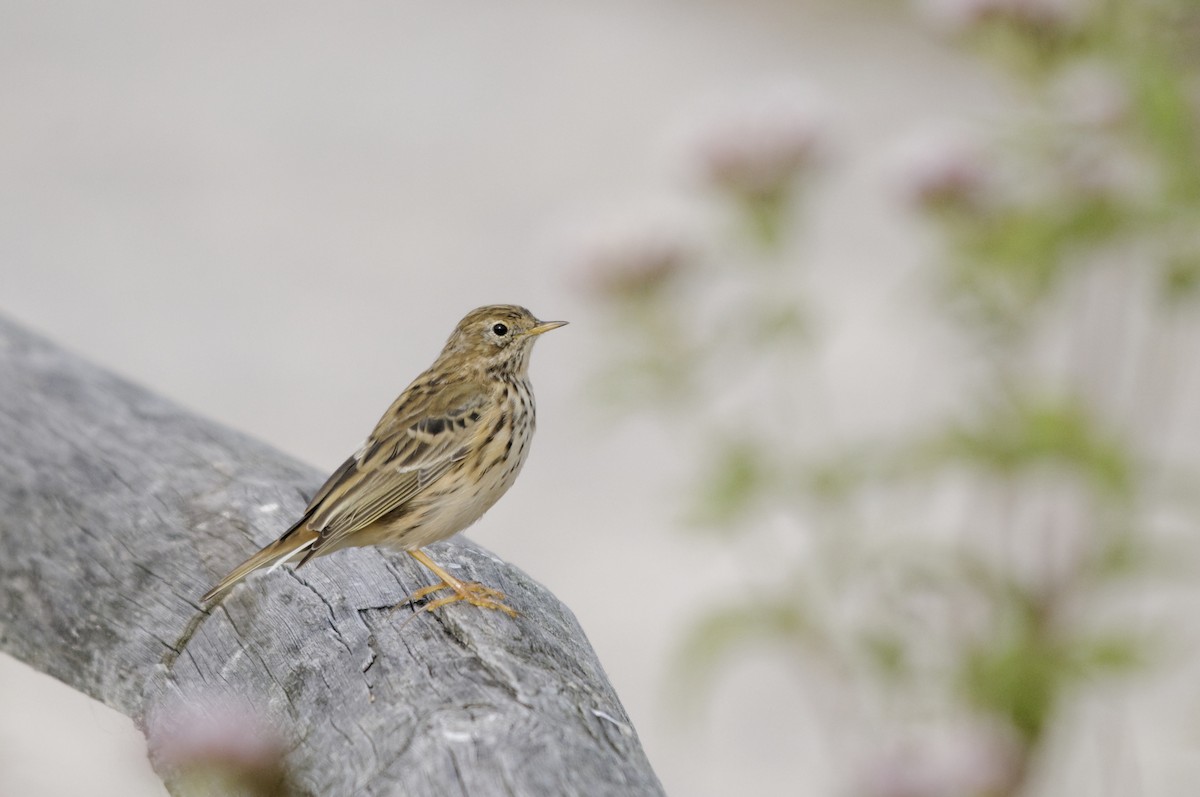 Meadow Pipit - ML646169249