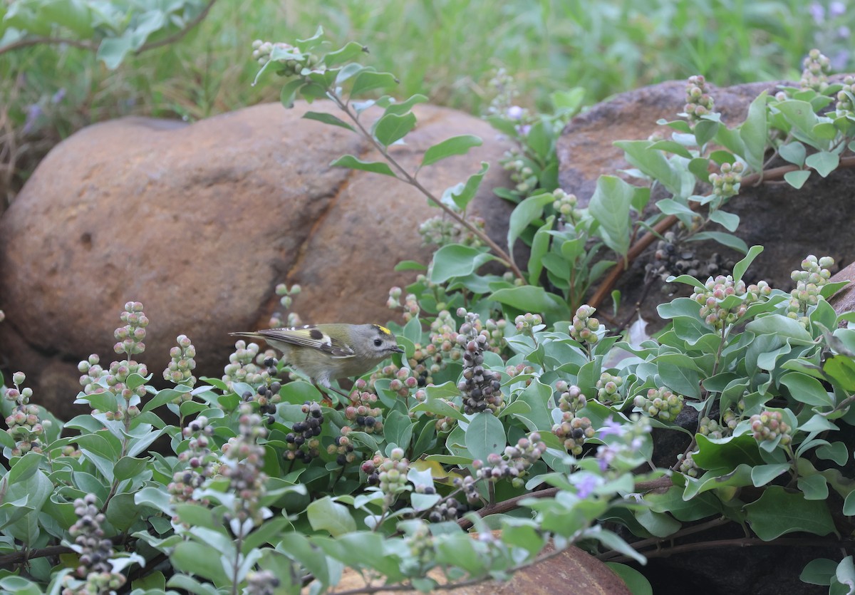 Goldcrest - ML646169252