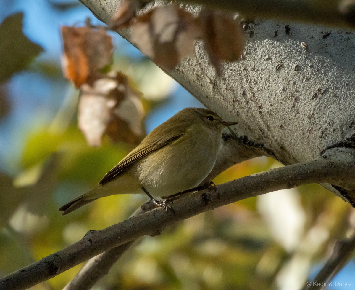 Common Chiffchaff - ML646169254